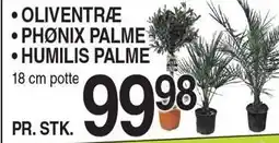 ABC Lavpris Oliventræ - Phønix palme - Humilis palme tilbud