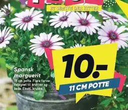 Bilka Spansk marguerit tilbud