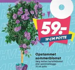 Bilka Opstammet sommerblomst tilbud