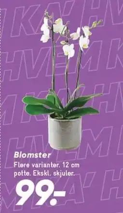 Bilka Blomster tilbud