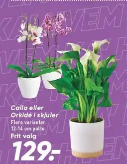 Bilka Calla eller Orkidé i skjuler tilbud
