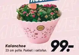 Bilka Kalanchoe tilbud