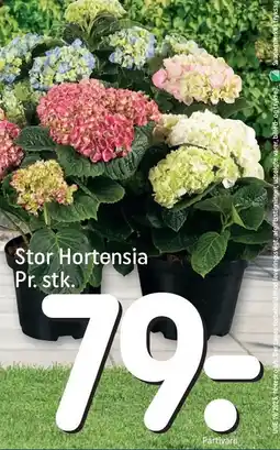REMA 1000 Stor Hortensia pr. stk tilbud