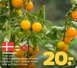 Netto Grøntsager tilbud