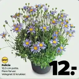 Netto Felicia tilbud