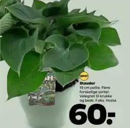 Netto Stauder tilbud