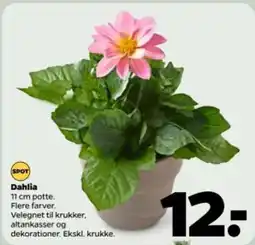 Netto Dahlia tilbud