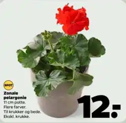Netto Zonale pelargonie tilbud