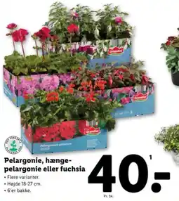 Lidl Pelargonie, hænge- pelargonie eller fuchsia tilbud