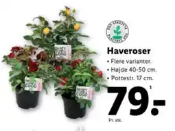 Lidl Haveroser tilbud
