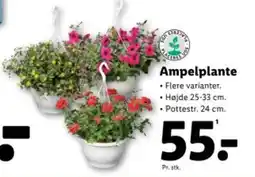 Lidl Ampelplante tilbud