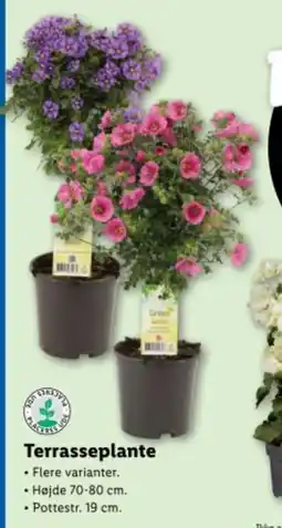 Lidl Terrasseplante tilbud
