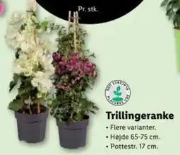 Lidl Trillingeranke tilbud