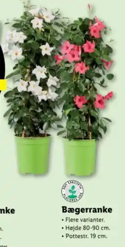 Lidl Bægerranke tilbud