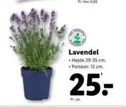 Lidl Lavendel tilbud
