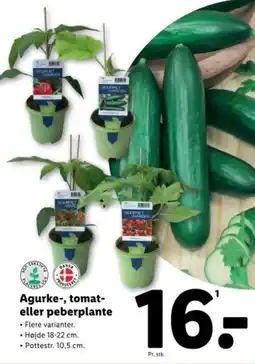 Lidl Agurke-, tomat- eller peberplante tilbud