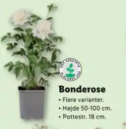 Lidl Bonderose tilbud