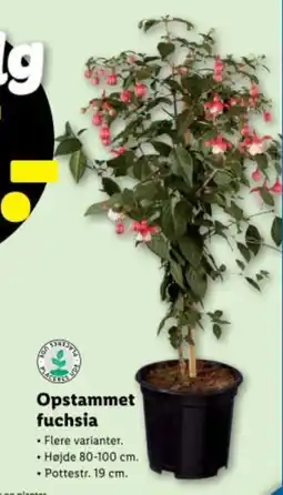 Lidl Opstammet fuchsia tilbud