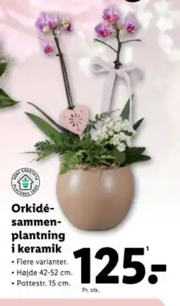 Lidl Orkidé- sammen- plantning i keramik tilbud