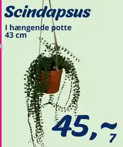 Hi five Scindapsus tilbud