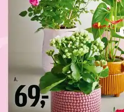 Føtex Gaveplanter tilbud