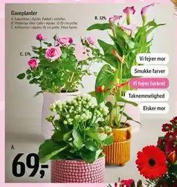 Føtex Gaveplanter tilbud