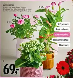 Føtex Gaveplanter tilbud