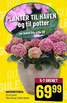 Løvbjerg Havehortensia tilbud