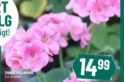 Løvbjerg ZONALE PELARGONIE potte tilbud