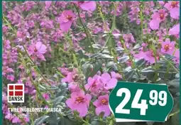 Løvbjerg DANSK TVILLINGBLOMST "DIASCA tilbud