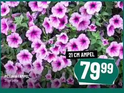 Løvbjerg PETUNIA I AMPEL tilbud