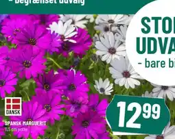 Løvbjerg SPANSK MARGUERIT tilbud