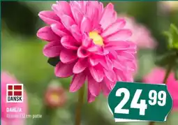 Løvbjerg DANSK DAHLIA tilbud