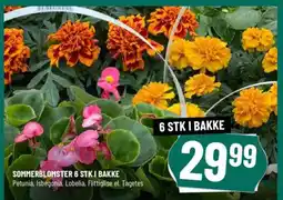 Løvbjerg SOMMERBLOMSTER 6 STK I BAKKE tilbud