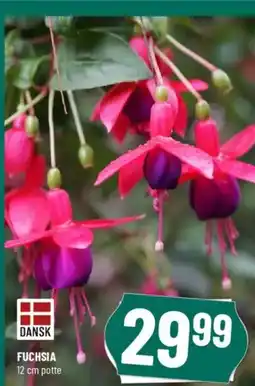 Løvbjerg FUCHSIA tilbud