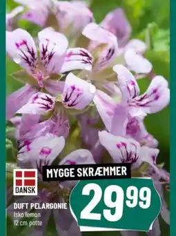Løvbjerg DUFT PELARGONIE tilbud