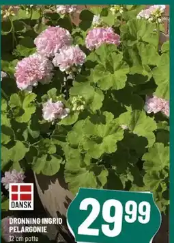 Løvbjerg DRONNING INGRID PELARGONIE tilbud