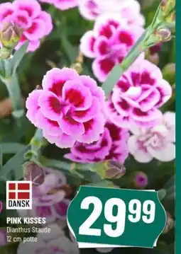 Løvbjerg PINK KISSES tilbud