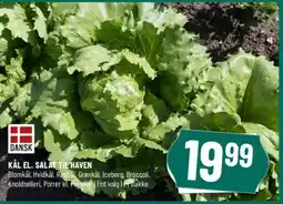 Løvbjerg KÅL EL. SALAT TIL HAVEN tilbud