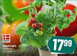 Løvbjerg TOMATPLANTE Kraftig plante Stort udvalg tilbud