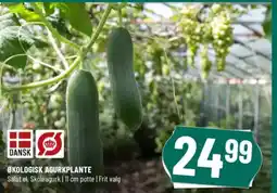 Løvbjerg ØKOLOGISK AGURKPLANTE tilbud