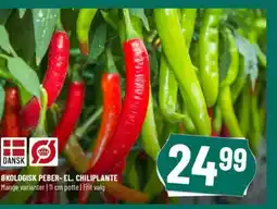 Løvbjerg ØKOLOGISK PEBER-EL. CHILIPLANTE Mange varianter | 11 cm potte | Frit valg tilbud