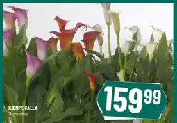Løvbjerg KÆMPE CALLA tilbud
