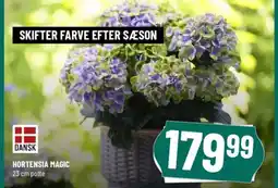 Løvbjerg HORTENSIA MAGIC potte tilbud