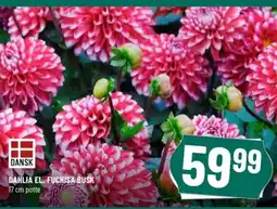 Løvbjerg DAHLIA EL. FUCHISA BUSK tilbud