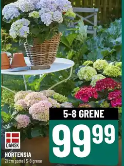Løvbjerg DANSK HORTENSIA tilbud