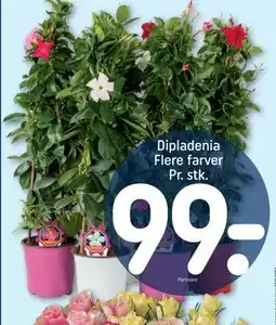 REMA 1000 Dipladenia Flere farver Pr. stk tilbud