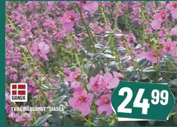 Løvbjerg Tvillingblomst Diasca tilbud