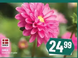 Løvbjerg Dahlia tilbud