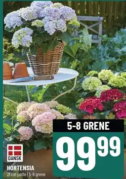 Løvbjerg Horensia tilbud